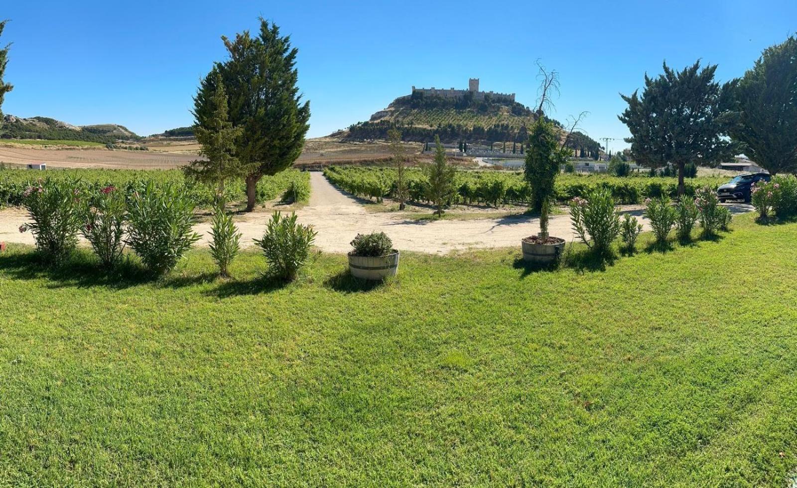 Finca Entrevinedos De Bodegas Marcos Peñafiel Exterior foto
